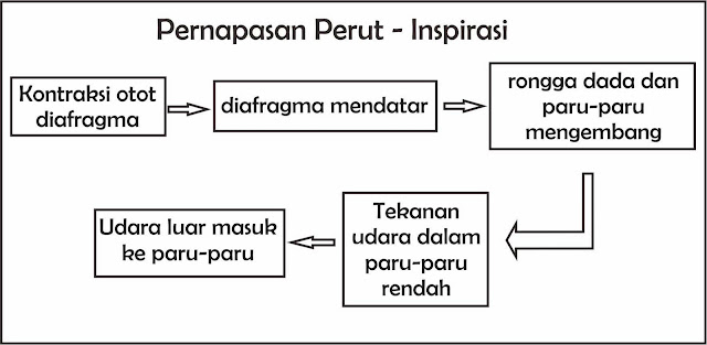 agungyaagunglah: D. SISTEM PERNAFASAN PADA MANUSIA DAN ...