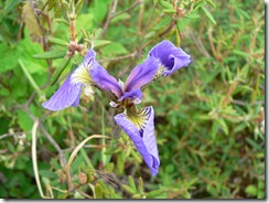 Wild Iris along Parks Hwy, AK approx Milepost 276