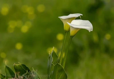 Arum Lily in the Table Bay Nature Reserve