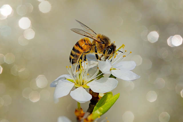 Attract the Best Pollinators to Your Garden