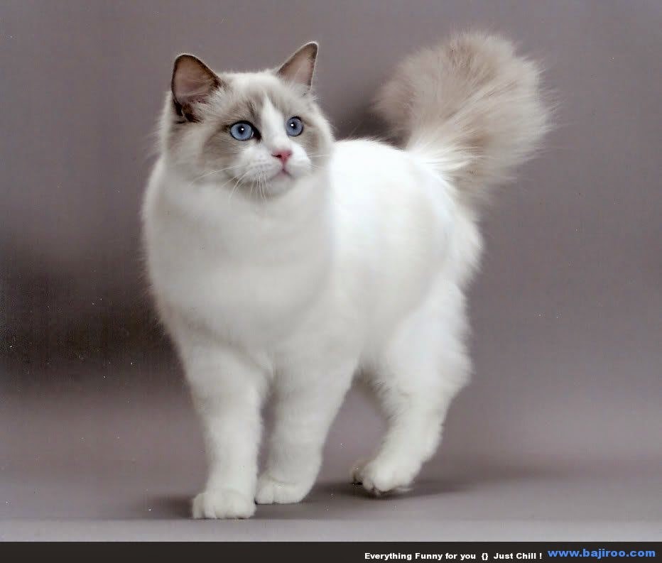 150 Gambar  Kucing  Lucu  dan Imut Anggora  Persia Maine 