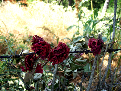 Desktop Wallpaper Roses. Rose Flower Desktop Wallpapers