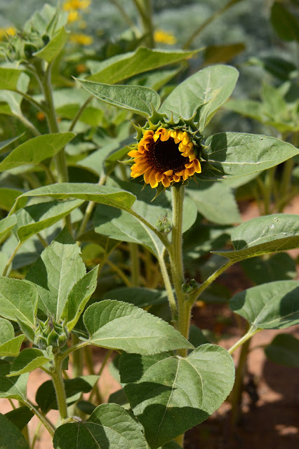 bee, sunflower, amy myers, photography, small sunny garden, desert garden, cutting gold