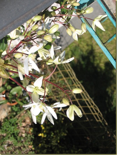 inizi primavera 001