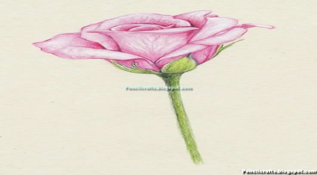 Realistic Pencil Drawings Of Flowers