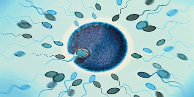 air-mani-sperma-pria.jpg (600×300)