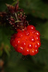 400px-Rubus_spectabilis_1564