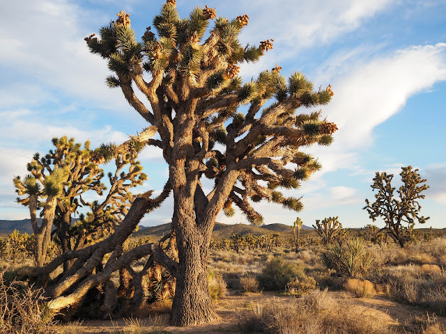 Mojave National Preserve, California