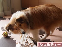 にほんブログ村 犬ブログ シェルティーへ