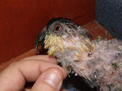 Caique with psittacine beak and feather disease