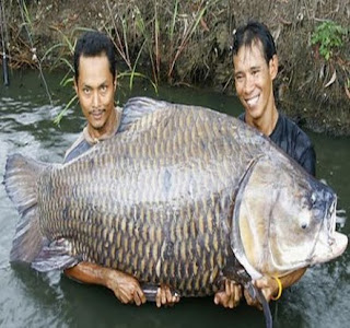 ikan mas terbesar di dunia, ikan mas, ikan terbesar didunia, foto ikan mas, foto ikan mas terbesar didunia