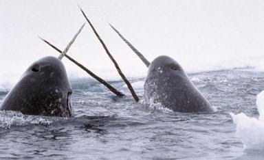 Narwhal