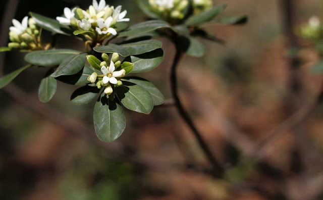 Pittosporum Tobira Flowers Pictures