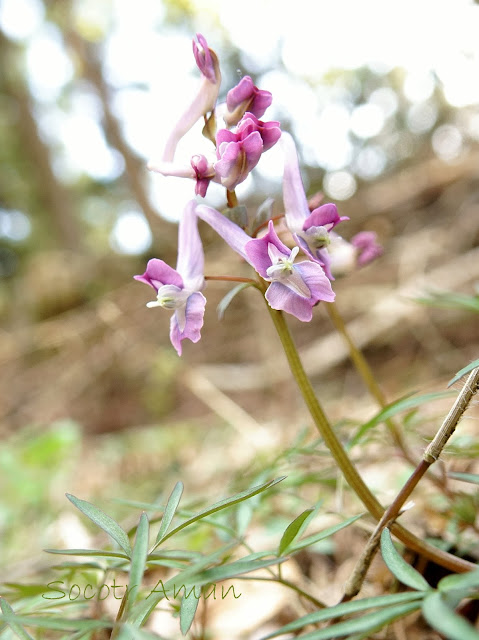 Corydalis lineariloba