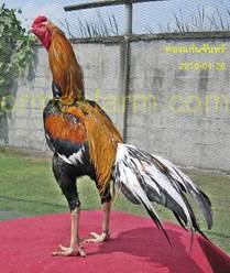 Warna Ayam  Bangkok Istimewa Berkelas di Thailand Ayam  