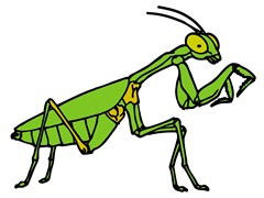 Mantis Clip art for study