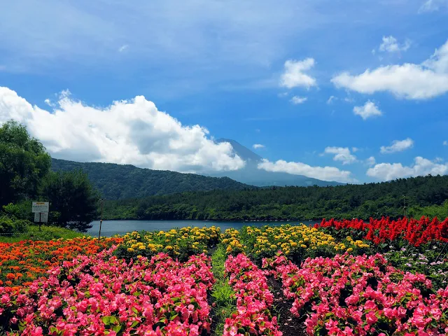 西湖　湖北ビューライン