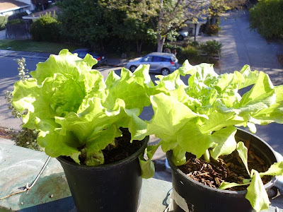 Lettuce one gallon container