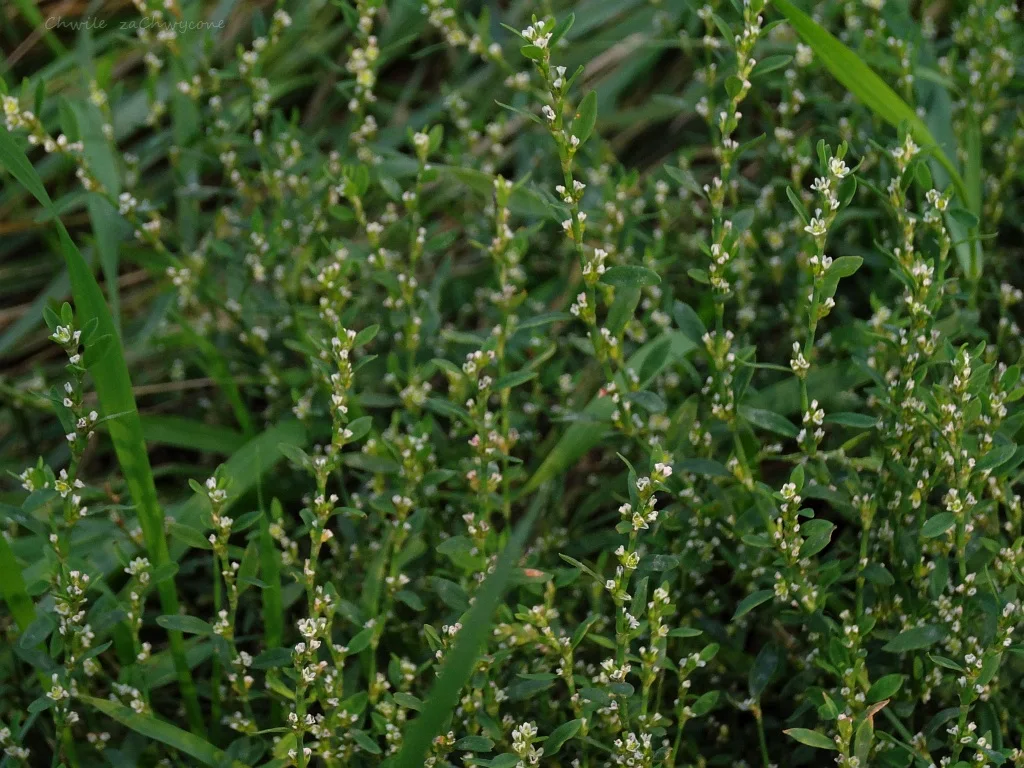 Rdest ptasi, rdest różnolistny, Polygonum aviculare