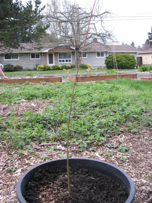 japanese maple tree meaning. japanese maple tree meaning.