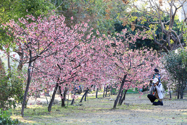 台中烏日湖日社區櫻花林，數十棵粉紅櫻花隧道，平地賞櫻好去處