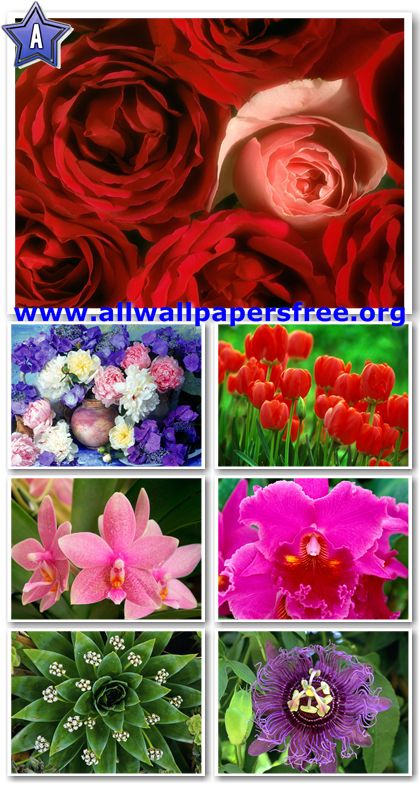 80 Beautiful Flowers Wallpapers 1600 X 1200 [Set 17]
