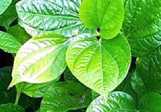 Benefits of Betel Leaf For Health