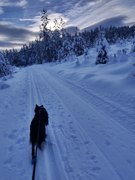 border collie igletjern skitur