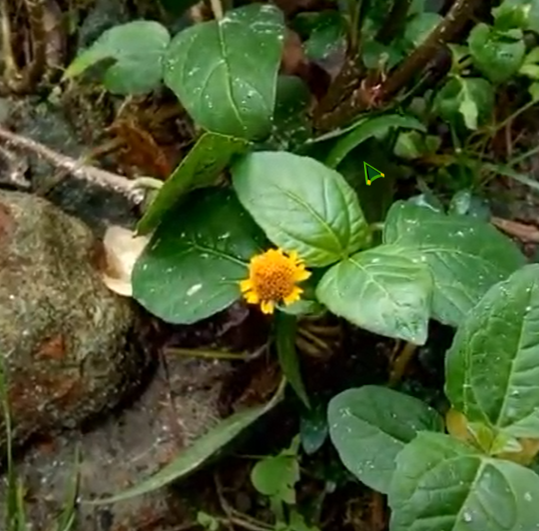 আকরকুরা গাছের ছবি