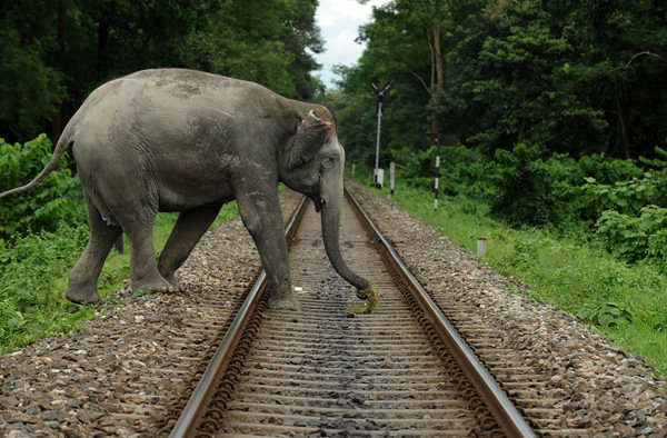 An elephant crosses a railway track
