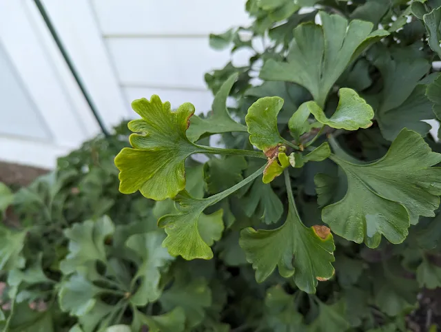 Spring Grove Ginkgo Tree - Dwarf Ginkgo