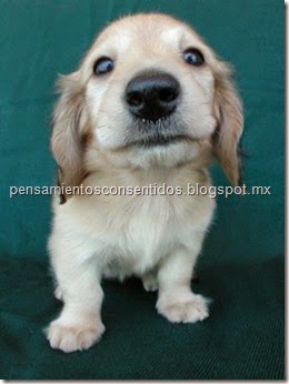 1220466074_puppies-78