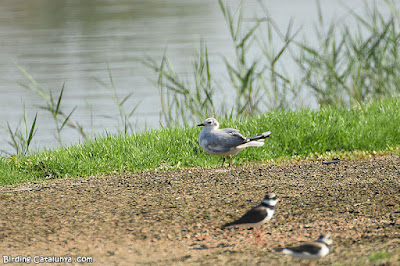 Gavina menuda (Hydrocoloeus minutus)