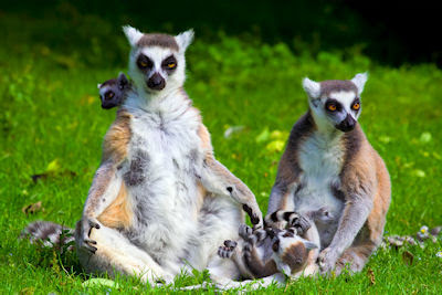 Familia de lémures - Nombre en latín: Lemur Catta 