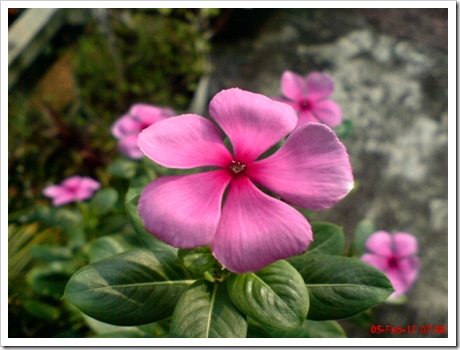 Foto bunga tapak dara merah catharantus roseus 3