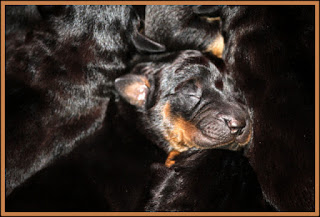 chiot beauceron de 1 jour élevage ombre rouge de phrygie