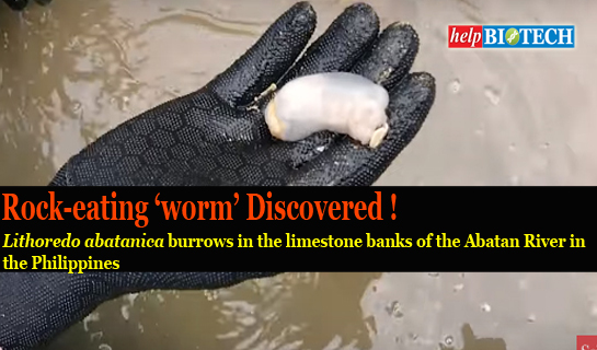 Rock-eating ‘worm’ Discovered ! Watch Beautiful Video 