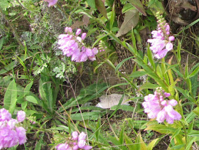 obedient plant