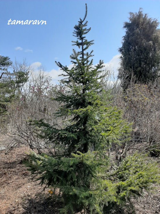 Ель аянская / Ель иезская (Picea ajanensis, =Picea jezoensis)