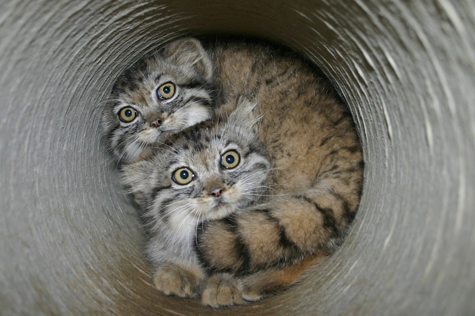 Pallas Cat Kucing Hantu Yang Hampir Punah Berita Seputar Kucing