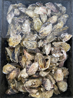 Pacific oysters (Magallena gigas) at Westcott Bay Shellfish Co.