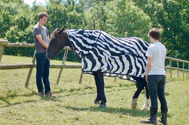 Perché le zebre hanno strisce? Per non essere morso dalle mosche, lo studio dice