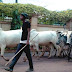 BREAKING: 6 herdsmen escape death, 8 cows killed as youths, herdsman clash in Delta