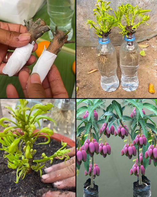 The process of cultivating mango trees from cuttings in water