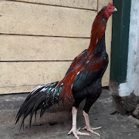 ayam mangon super pukul ko, ciri ayam tulak, rawatan ayam adu dengan mandi uap, jual anakan mangon jawara, warna mangon jawara Cirebon, aduh ayam super februari 2019, ayam mangon asli impor bogor, ayam aduan pakhoy, ayam Mangon mangon, warna-warna bulu ayam Mangon super, jual ayam Mangon impor, peternakan ayam Mangon impor