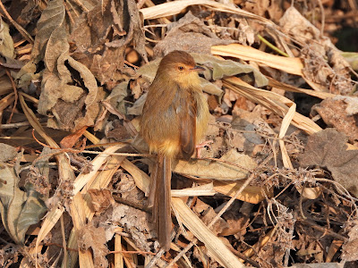 Plain Prinia by the Xiang River