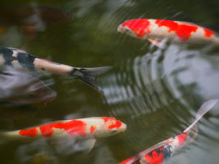 Bagaimana cara memperbesar ikan koi yang cepat Begini 3 Cara Cepat Memperbesar Ikan Koi