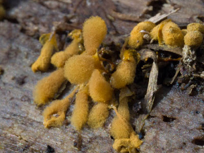 grzyby 2017, grzyby na wiosnę, grzyby w marcu, Entoloma vernum dzwonkówka wiosenna, Verpa bohemica naparstniczka czeska, Morchella conica smardz stożkowaty, Tubaria furfuracea trąbka otrębiasta, Trichia decipiens kędziorek mylny, Sarcoscypha austriaca czarka austriacka, Oranżówka wrzecionowatozarodnikowa - Byssonectria fusispora