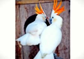 Indonesian Endemic bird