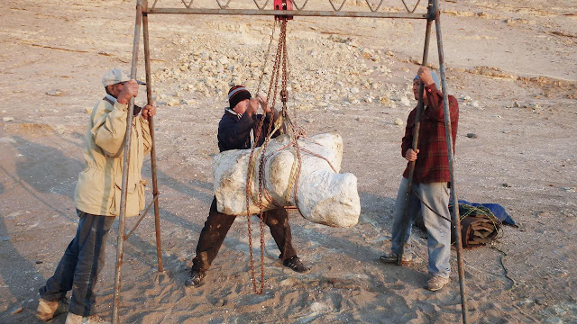 Δείγμα από την Perucetus colossus προετοιμάζεται για μεταφορά από τον τόπο προέλευσής του. [Credit: Giovanni Bianucci]